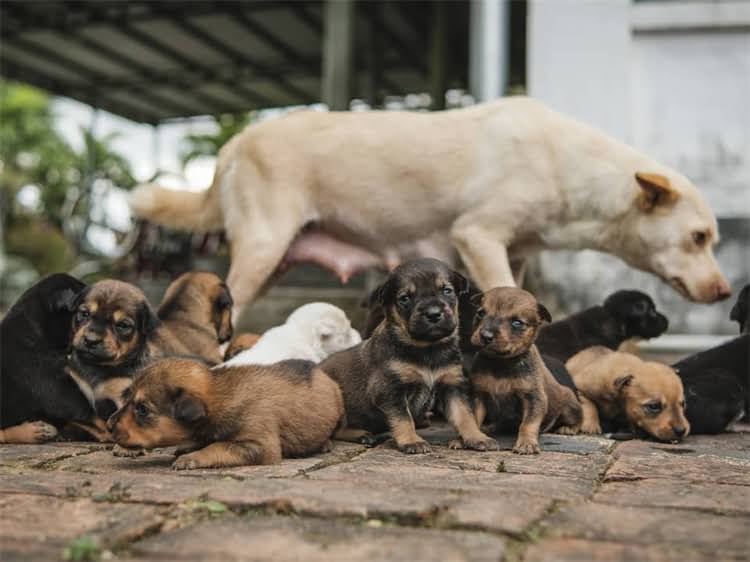 图片 泰迪犬科学喂养指南：全年龄段狗粮选购与品牌红黑榜深度1.jpg