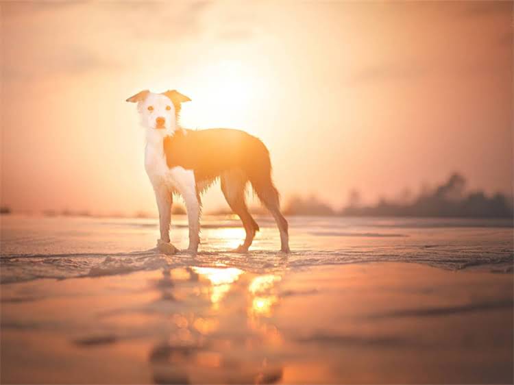 图片 泰迪犬科学喂养指南：全年龄段狗粮选购与品牌红黑榜深度2.jpg