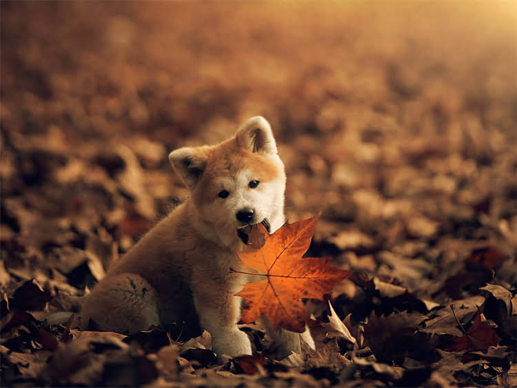 图片 泰迪犬科学喂养指南：如何通过饮食改善毛发健康？全攻略+营养配方推荐2.jpg