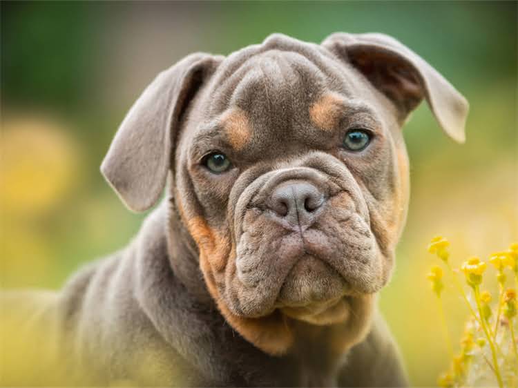 图片 泰迪犬纯种选购全攻略：品种特征+训练技巧+健康养护指南1.jpg