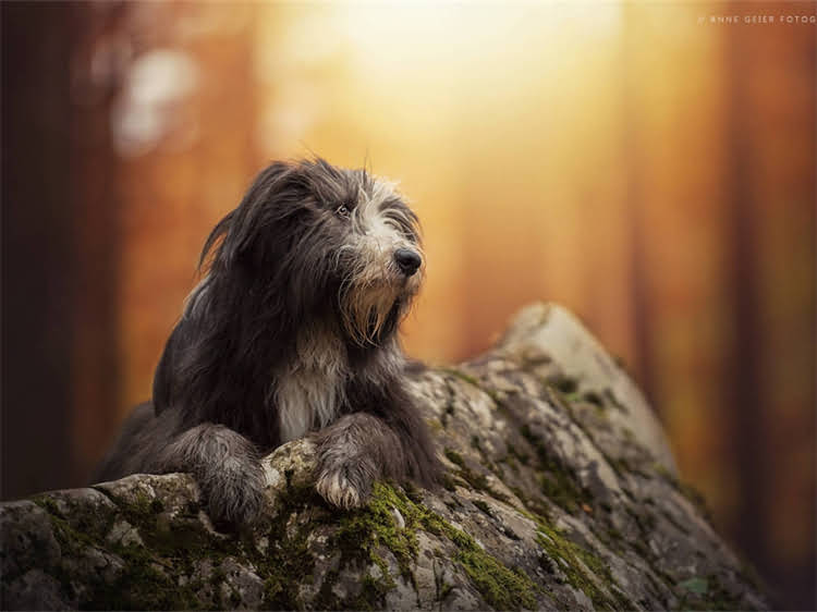 图片 泰迪犬胰腺炎的10大症状及紧急处理指南：养宠人必看的保命知识.jpg