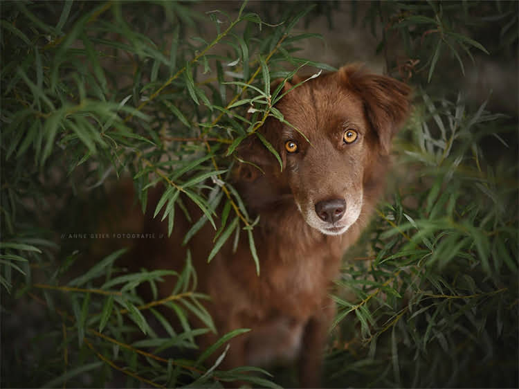 图片 泰迪犬胸前白毛是否正常？全面成因与科学应对指南.jpg