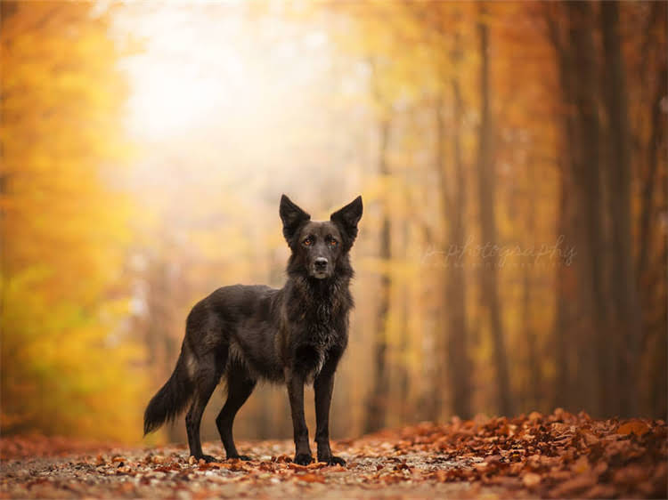 图片 泰迪犬胸前白毛是否正常？全面成因与科学应对指南1.jpg