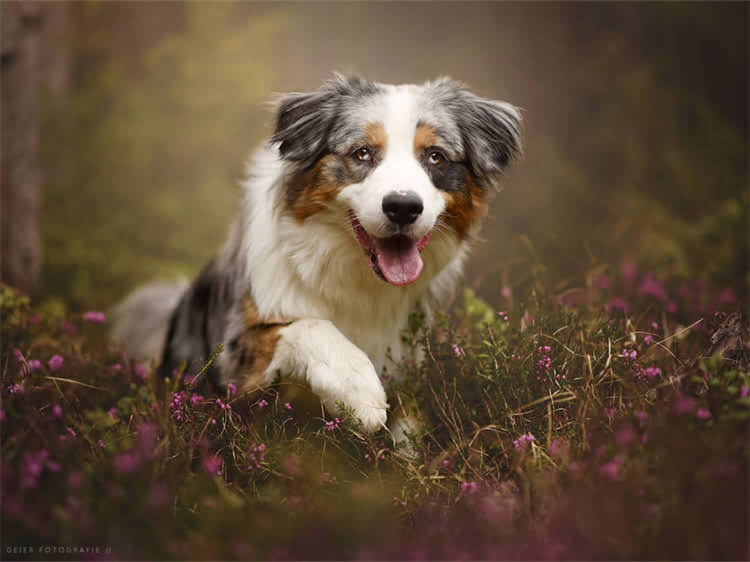 图片 泰迪犬能不能吃猫粮？3大危害+正确喂养指南，看完不再纠结.jpg