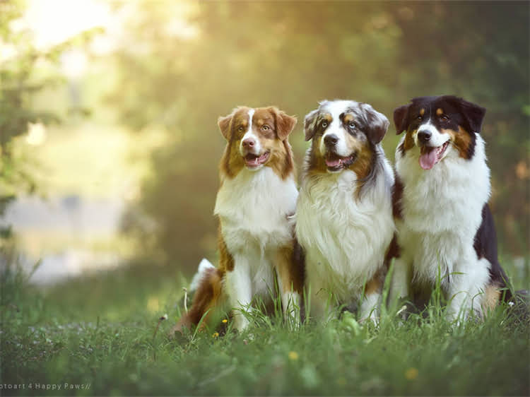 图片 泰迪犬能不能吃猫粮？3大危害+正确喂养指南，看完不再纠结2.jpg