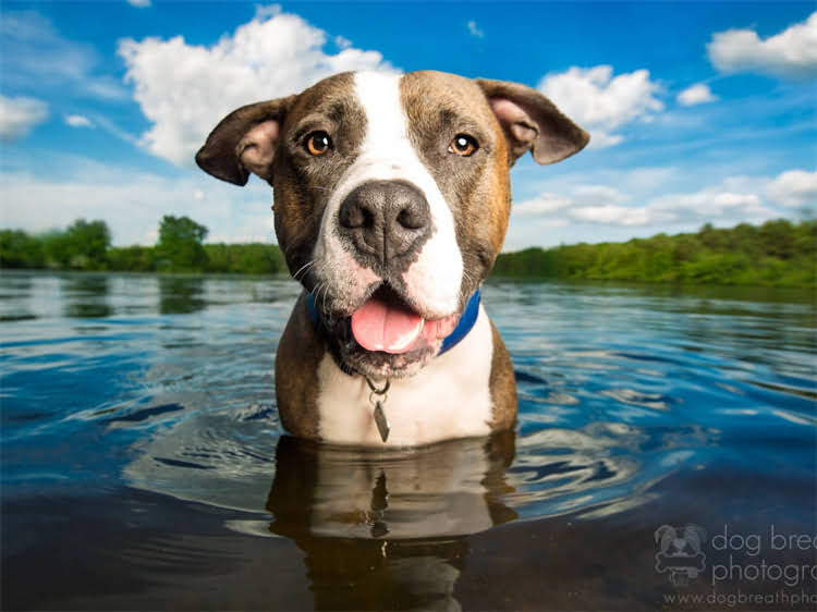 图片 泰迪犬能不能用人类洗发水？正确选择与注意事项全2.jpg