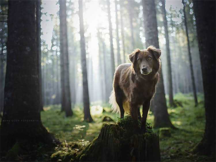图片 泰迪犬能吃冰棍吗？3大注意事项和科学喂养指南1.jpg