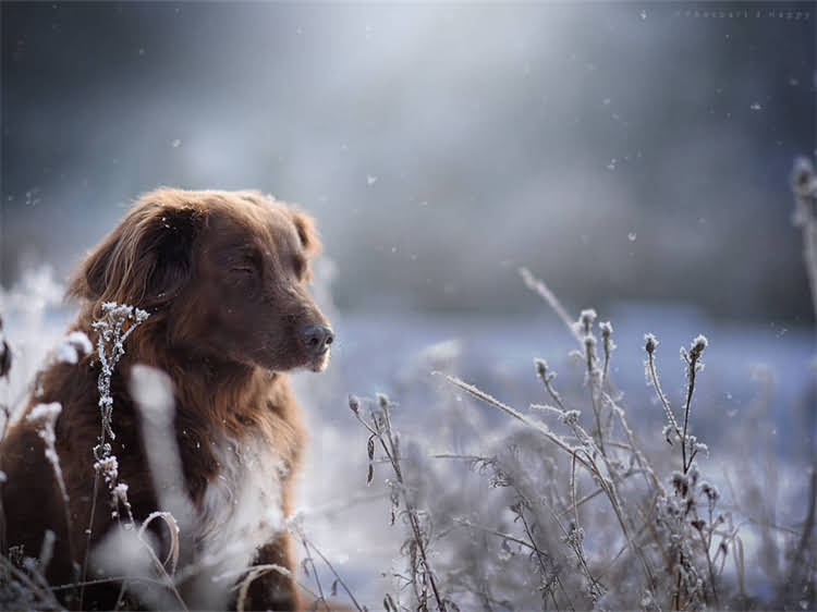 图片 泰迪犬能吃旺仔小馒头吗？这5个关键点让主人不再纠结！附安全喂食指南1.jpg