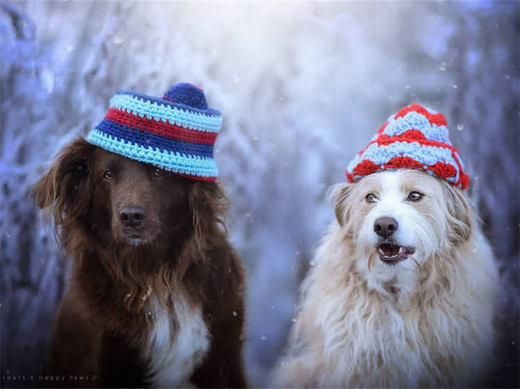 图片 泰迪犬能吃旺仔小馒头吗？这5个关键点让主人不再纠结！附安全喂食指南2.jpg