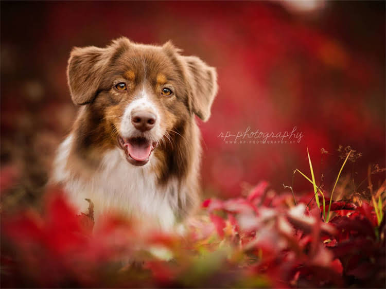 图片 泰迪犬能吃水果吗？5种安全水果+4大禁忌，养狗必看！2.jpg