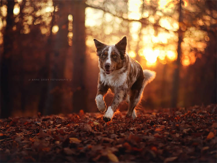 图片 泰迪犬能吃火腿肠吗？资深兽医教你科学喂养的5大关键1.jpg
