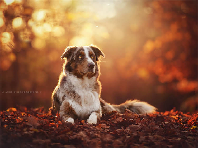 图片 泰迪犬能吃火腿肠吗？资深兽医教你科学喂养的5大关键2.jpg