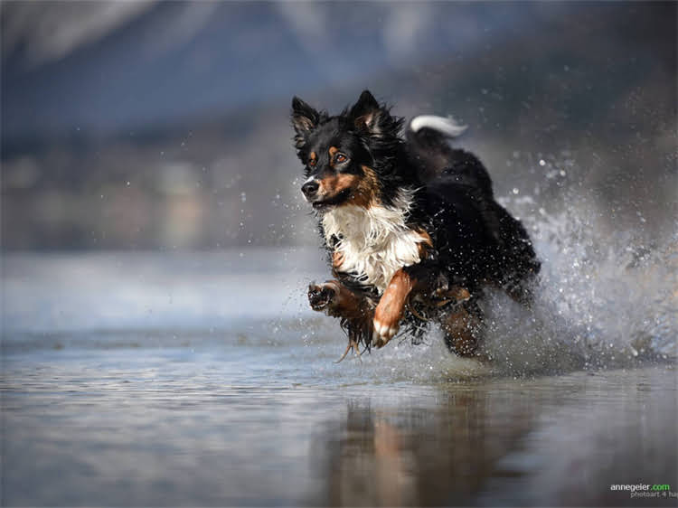 图片 泰迪犬能吃猕猴桃吗？营养师详解安全喂养指南与禁忌事项.jpg
