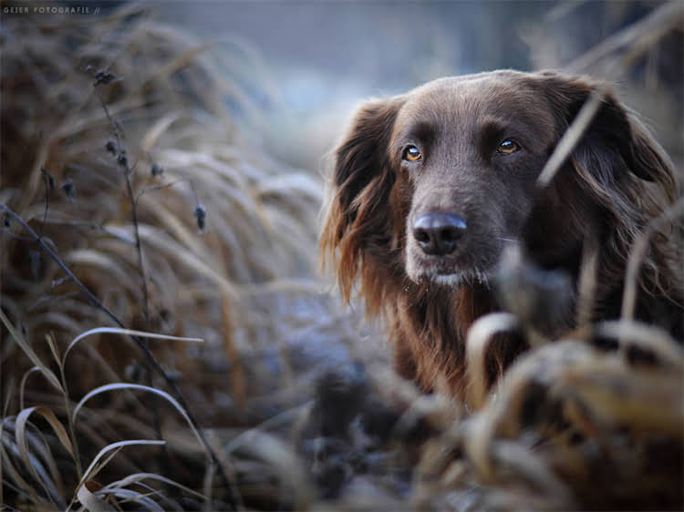 图片 泰迪犬能吃猕猴桃吗？营养师详解安全喂养指南与禁忌事项1.jpg