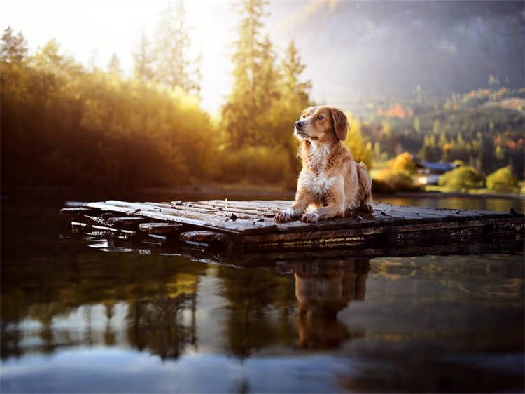 图片 泰迪犬能吃猕猴桃吗？营养师详解安全喂养指南与禁忌事项2.jpg