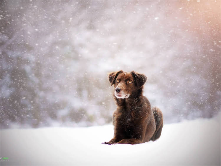 图片 泰迪犬能喝羊奶粉吗？权威解答+科学喂养指南（附配比表）.jpg