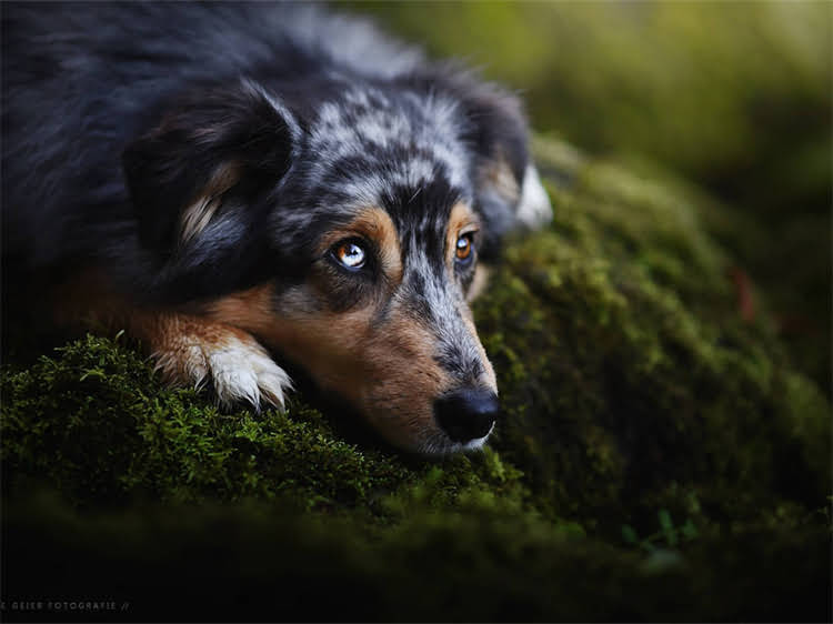 图片 泰迪犬能喝羊奶粉吗？权威解答+科学喂养指南（附配比表）2.jpg