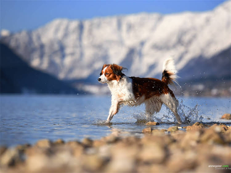 图片 泰迪犬腹部出现黑点可能引发的健康隐患.jpg