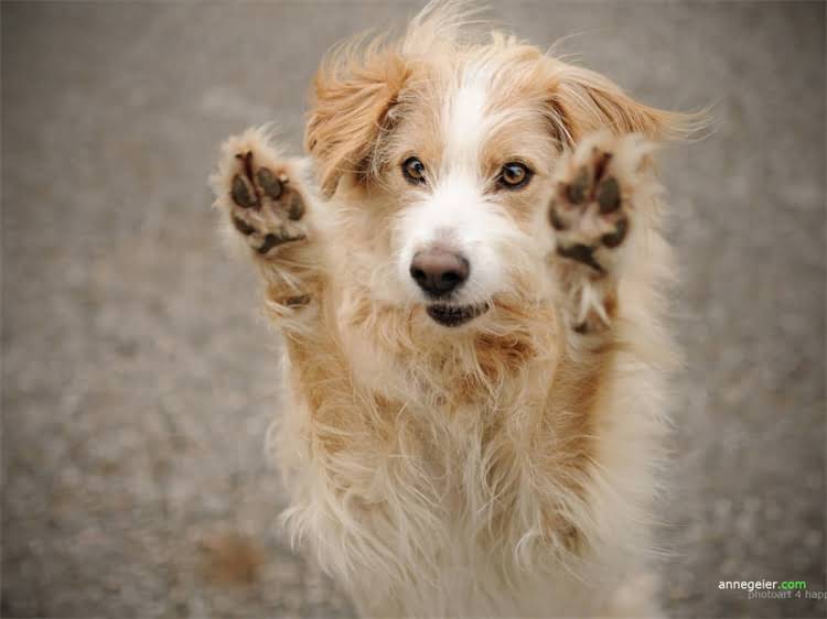 图片 泰迪犬行为纠正指南：8个实用技巧解决乱叫、拆家等问题2.jpg