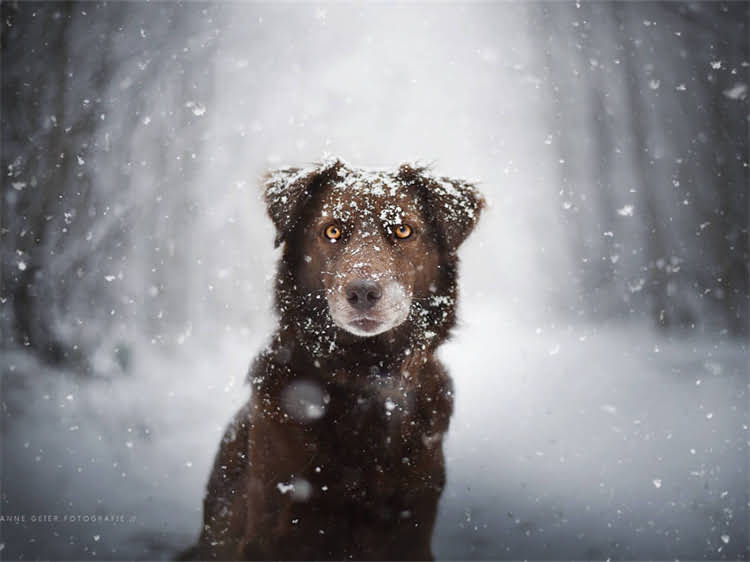 图片 泰迪犬训练最佳时间：1-6月龄关键期+分阶段训练指南（附教程）.jpg