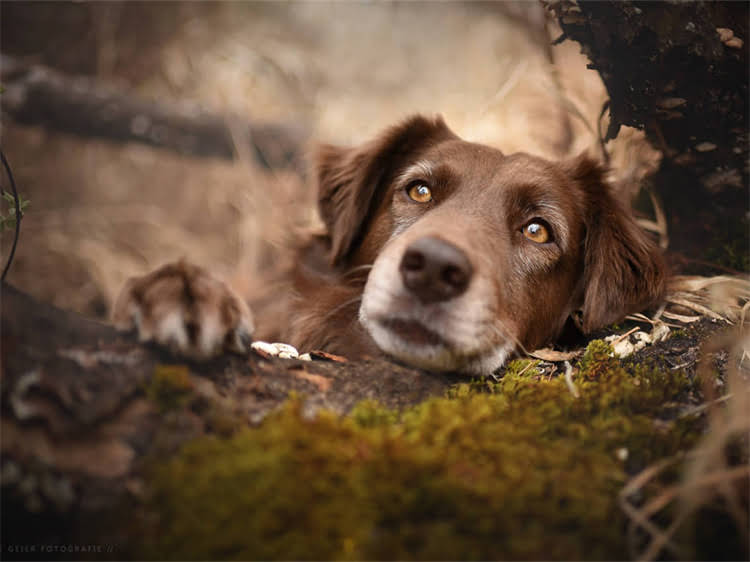 图片 泰迪犬训练食物奖励指南：5种最佳零食及科学训练法（附训练视频）2.jpg