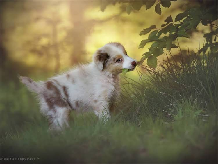 图片 泰迪犬身上出现白色虫子怎么办？家庭疗法与预防措施全.jpg