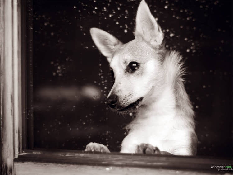 图片 泰迪犬长两排牙齿怎么办？专业解答与护理指南.jpg