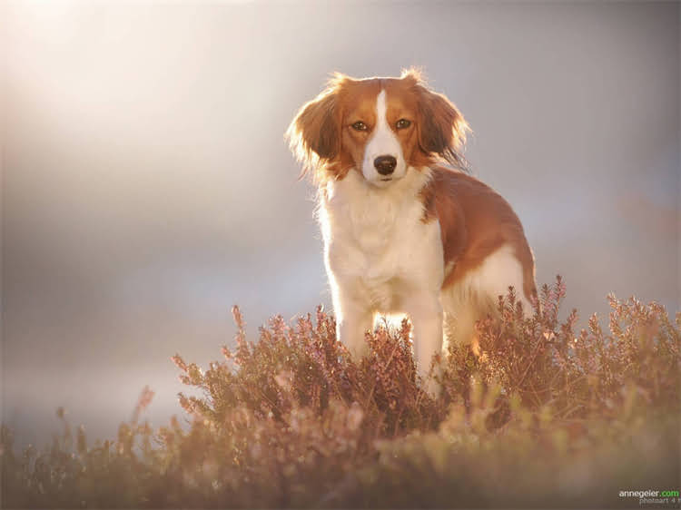 图片 泰迪犬频繁做祈祷姿势是何原因？三大疾病信号与科学应对指南（附高清图片）1.jpg