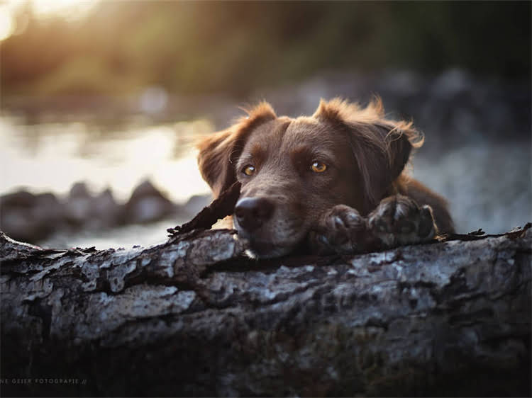 图片 泰迪犬频繁吐食全：5大诱因+3步紧急处理+预防指南（附兽医建议）2.jpg