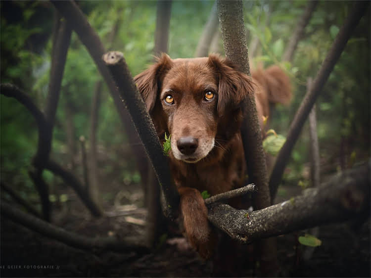 图片 泰迪犬频繁呕吐的10大诱因及应对措施（附详细护理指南）1.jpg