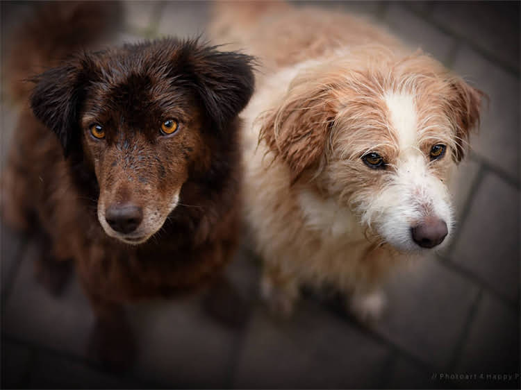 图片 泰迪犬频繁咬人如何纠正？错误惩罚导致攻击性升级的5大误区及科学训练方案.jpg