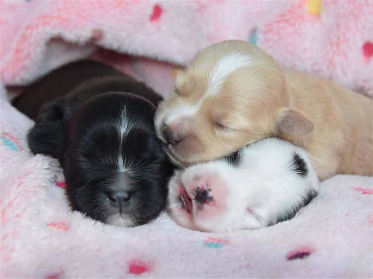 图片 泰迪犬频繁咬人如何纠正？错误惩罚导致攻击性升级的5大误区及科学训练方案1.jpg