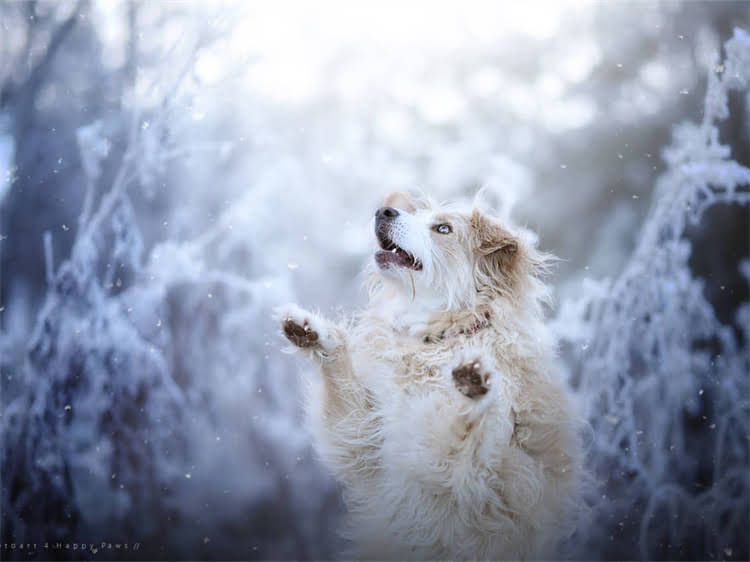 图片 泰迪犬频繁流泪的5大原因及应对措施（附图解）｜宠物医生专业解答.jpg