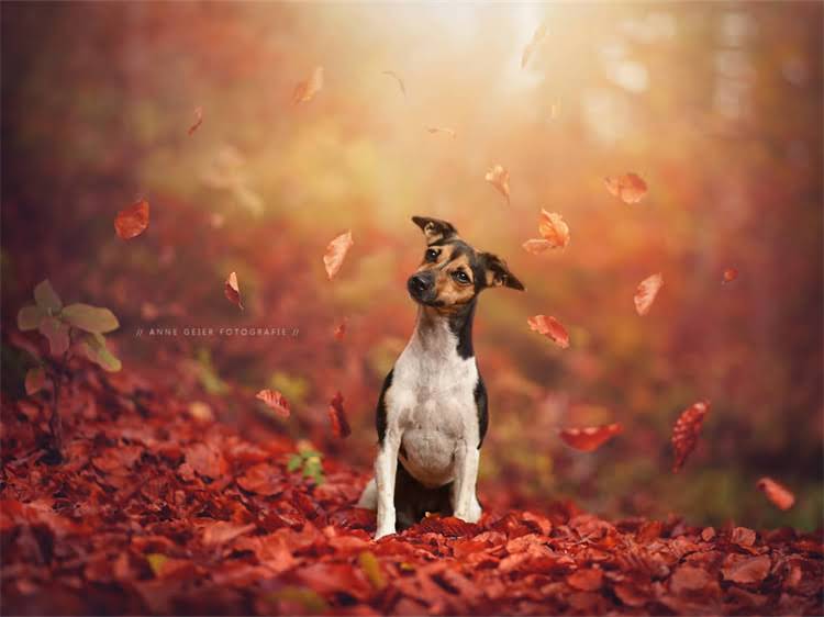 图片 泰迪犬频繁流泪的5大原因及应对措施（附图解）｜宠物医生专业解答1.jpg