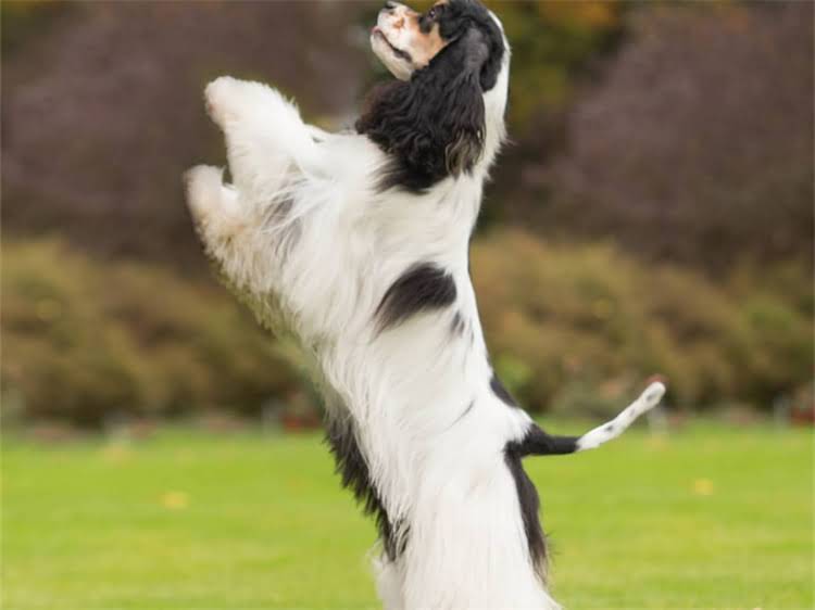 图片 泰迪犬频繁流泪的5大原因及应对措施（附图解）｜宠物医生专业解答2.jpg