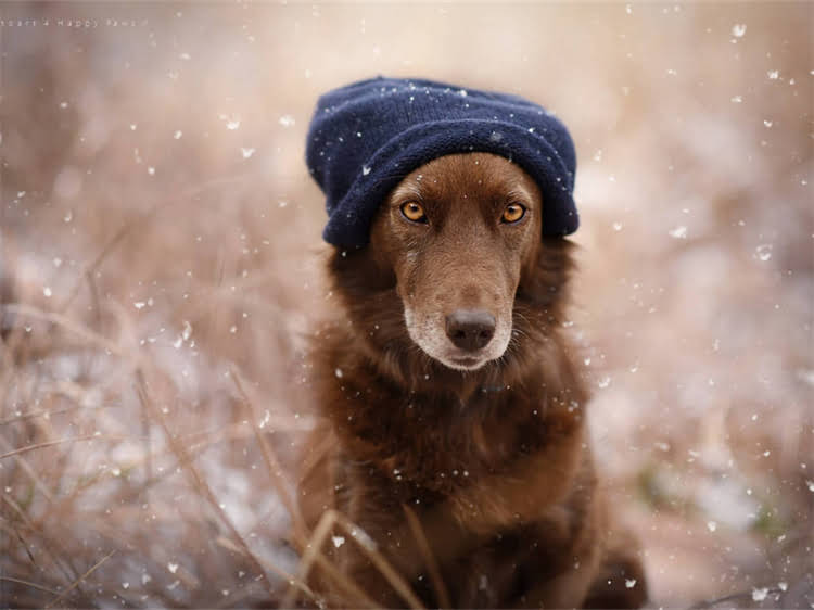 图片 泰迪犬颜色全：6大经典毛色特征与饲养指南.jpg