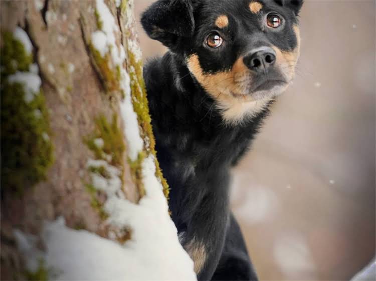 图片 泰迪犬颜色全：6大经典毛色特征与饲养指南1.jpg