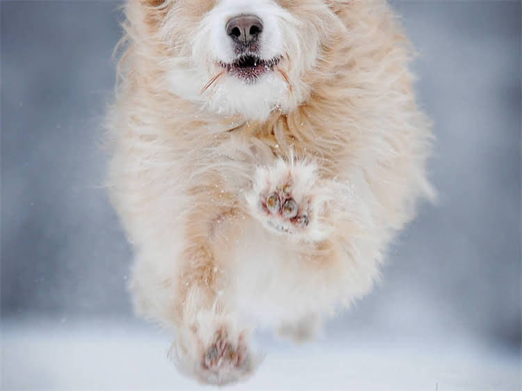 图片 泰迪犬颜色全：6大经典毛色特征与饲养指南2.jpg