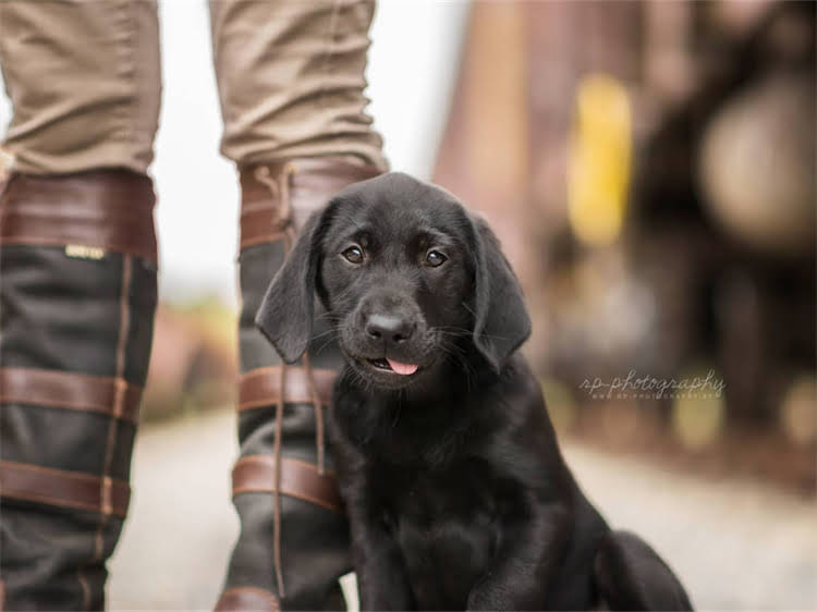 图片 泰迪犬饲养全攻略：新手必看的20件必备物品清单及饲养技巧1.jpg