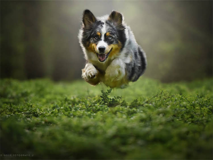 图片 泰迪犬鼻子颜色全：常见颜色与健康隐患的识别指南1.jpg