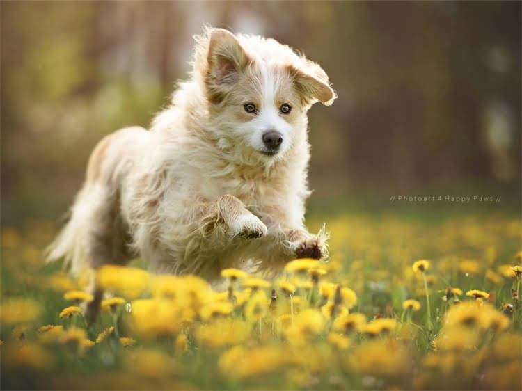 图片 泰迪狗吐了没精神怎么办？呕吐+没精神+应对措施全（附紧急处理指南）2.jpg