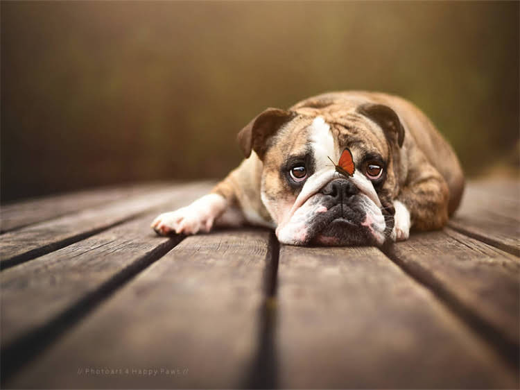 图片 泰迪颜色浅纯种吗？官方标准解读与饲养指南.jpg