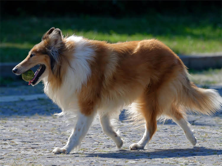 图片 流浪贵宾犬剪毛前后对比：从脏乱差到精致萌，救助站暖心改造实录2.jpg