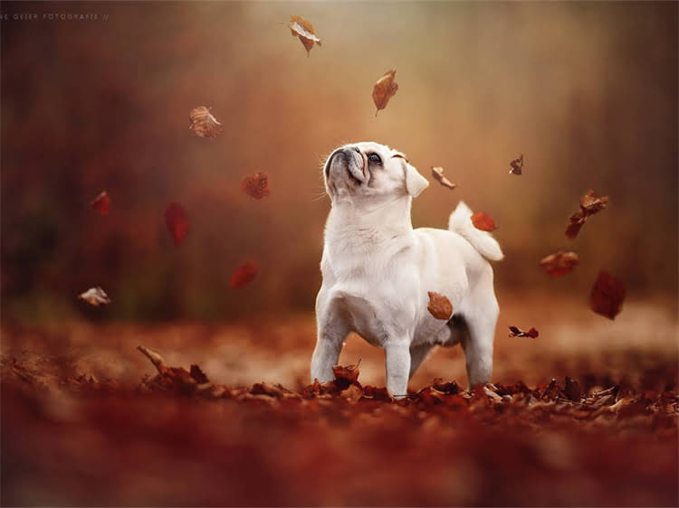 图片 海南萨摩耶旅游全攻略：最新出行指南（附必备物品清单）.jpg