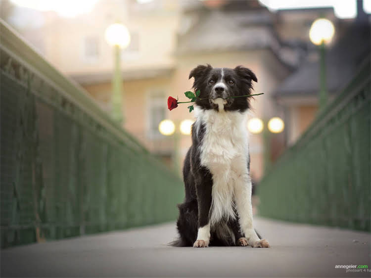 图片 海洋鱼味猫粮与海鲜味猫粮全：营养对比+选购指南+口碑品牌推荐.jpg