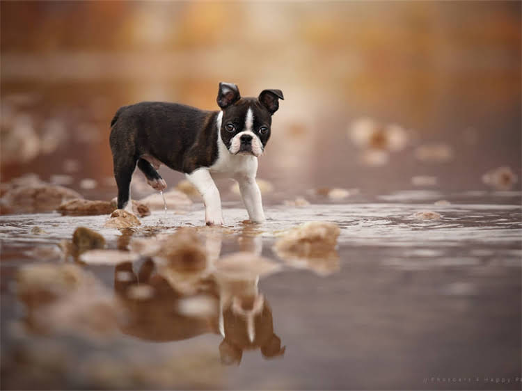 图片 海洋鱼味猫粮与海鲜味猫粮全：营养对比+选购指南+口碑品牌推荐1.jpg