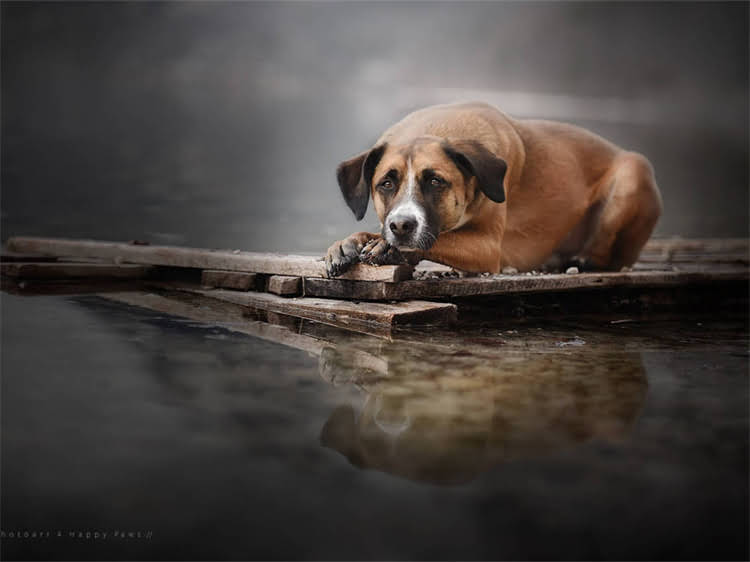 图片 海洋鱼味猫粮与海鲜味猫粮全：营养对比+选购指南+口碑品牌推荐2.jpg