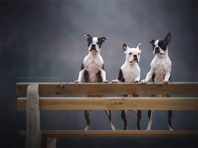 图片 淘宝买拉布拉多全攻略：5大避坑指南与选购秘籍.jpg