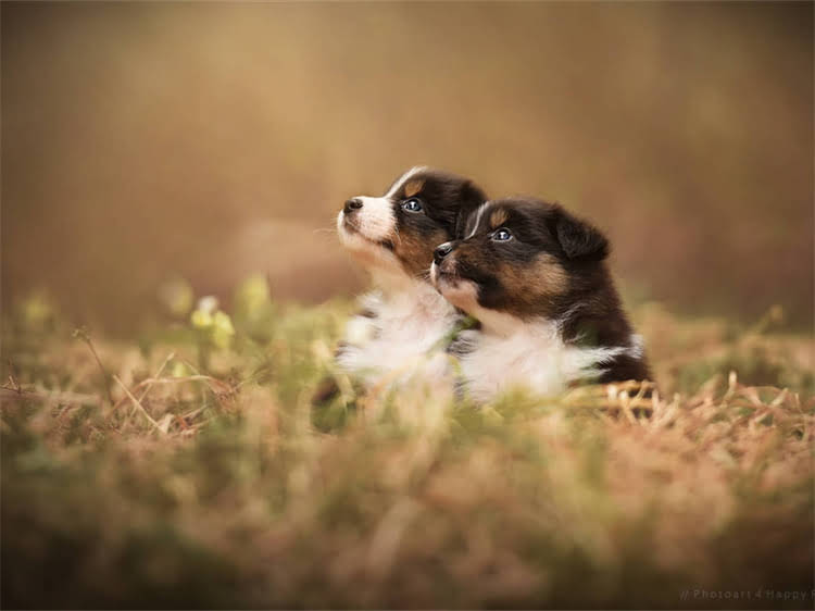 图片 淘宝买拉布拉多全攻略：5大避坑指南与选购秘籍2.jpg