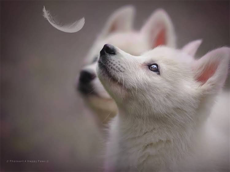 图片 淘宝平台kd猫粮假货乱象深度调查.jpg